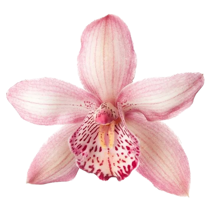 Pink Theme